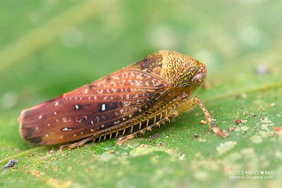 Leafhopper (Fuminana sp.) - DSC_2934