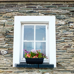 Windowbox. Cape Clear Island, Ireland