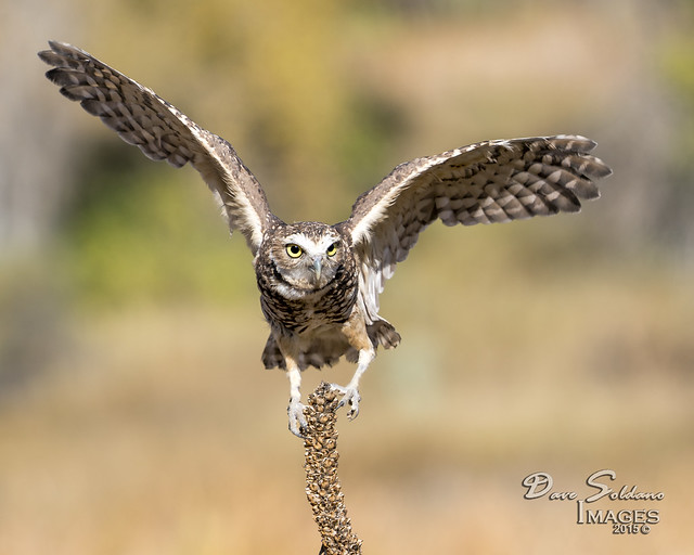 Burrowing Owl Landing