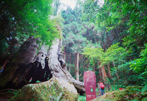 tree film analog forest hiking contax fujifilm g2 健行 c200 杉林溪 fujicolor contaxg2 biogon 大樹 底片 crystalscan7200 fujifilms fujicolorc200 biogon21mmf28 7250u primefilm7250u