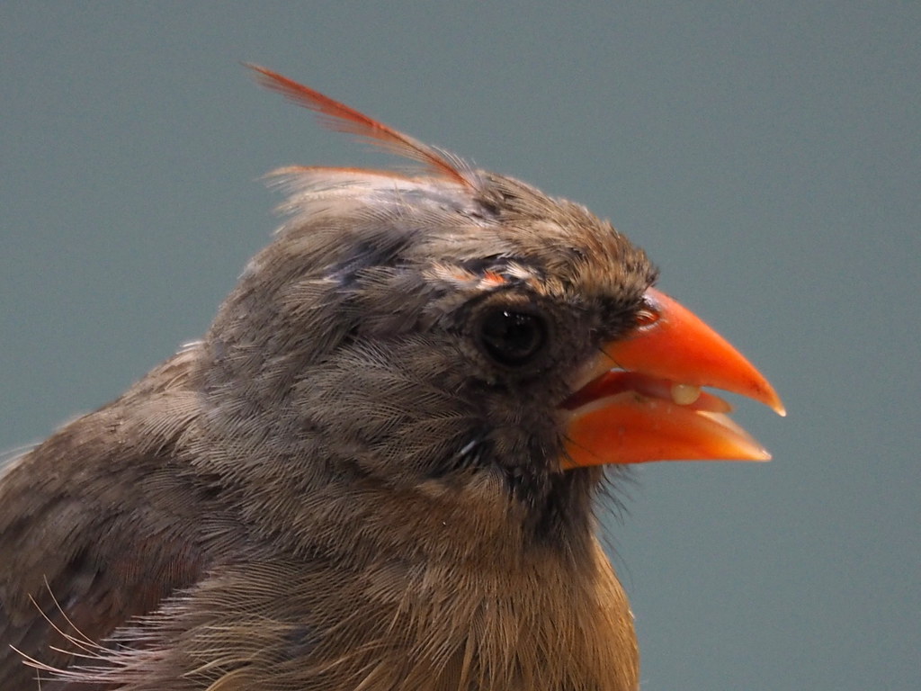 Northern Cardinal | OLYMPUS DIGITAL CAMERA | carlinsc | Flickr