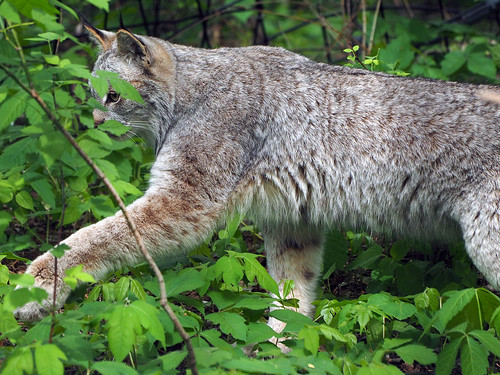 park zoo canadian lynx binder