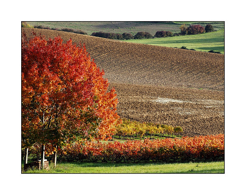 red france tree colors landscape rouge countryside vineyard couleurs agriculture paysage campagne arbre vigne aquitaine lotetgaronne virazeil
