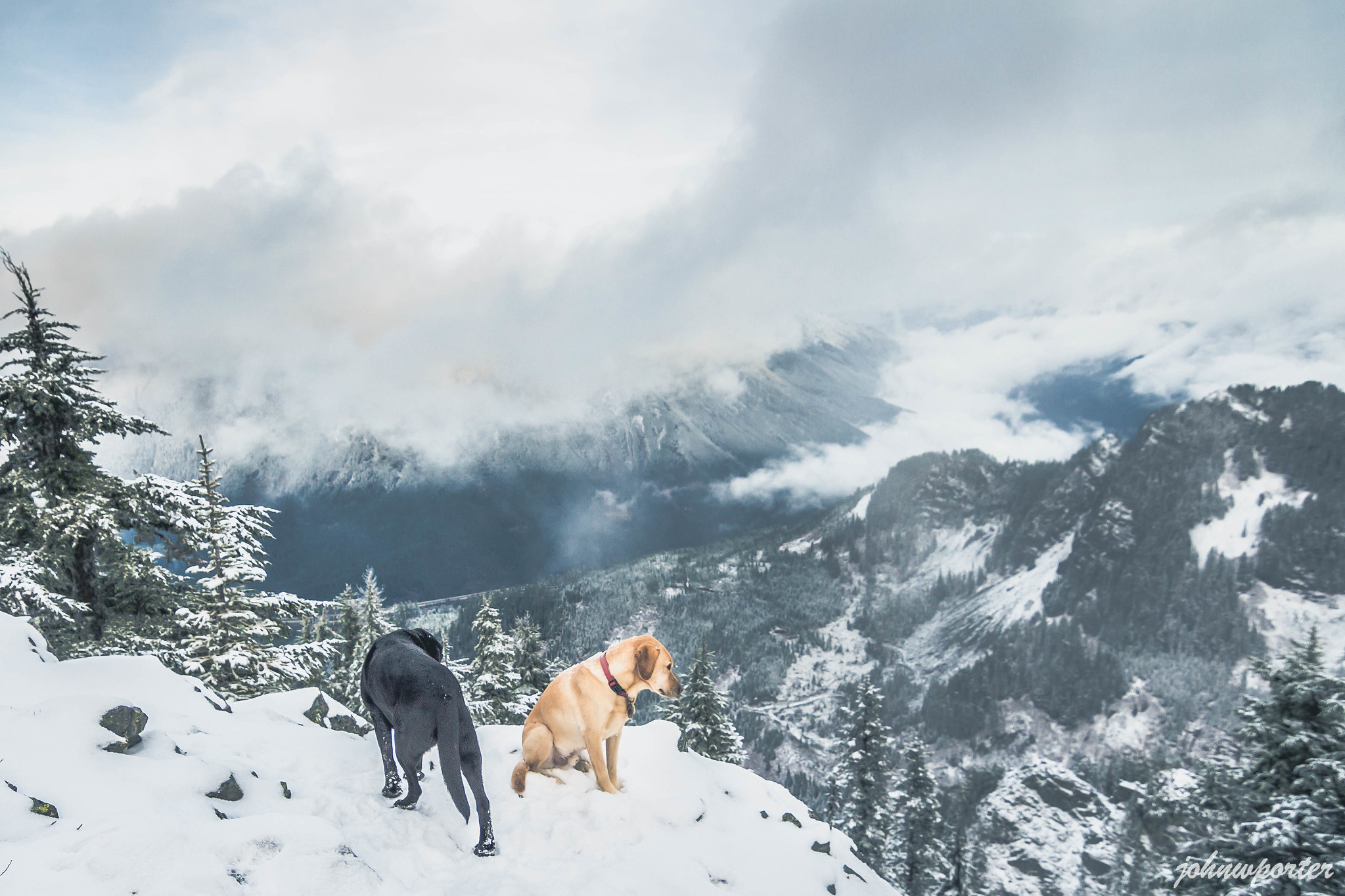 Summit dogs on Mount Kent