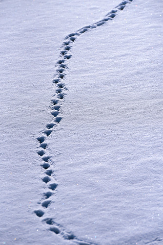 Abstract winter series | by cosovan vadim