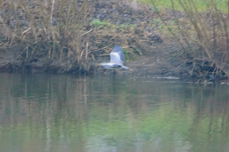 Heron, Shrewsbury, taking off