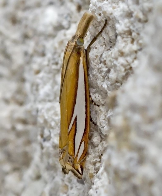 Crambus satrapellus Moth