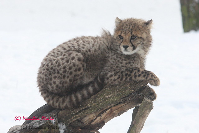 Cheetah cub - Gepardenbaby