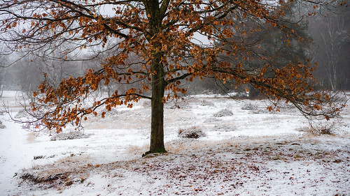 westruperheide halternamsee nordrheinwestfalen deutschland baum bäume germany haltern landschaft natur nature schnee tree trees wald winter landscape snow herbst nrw