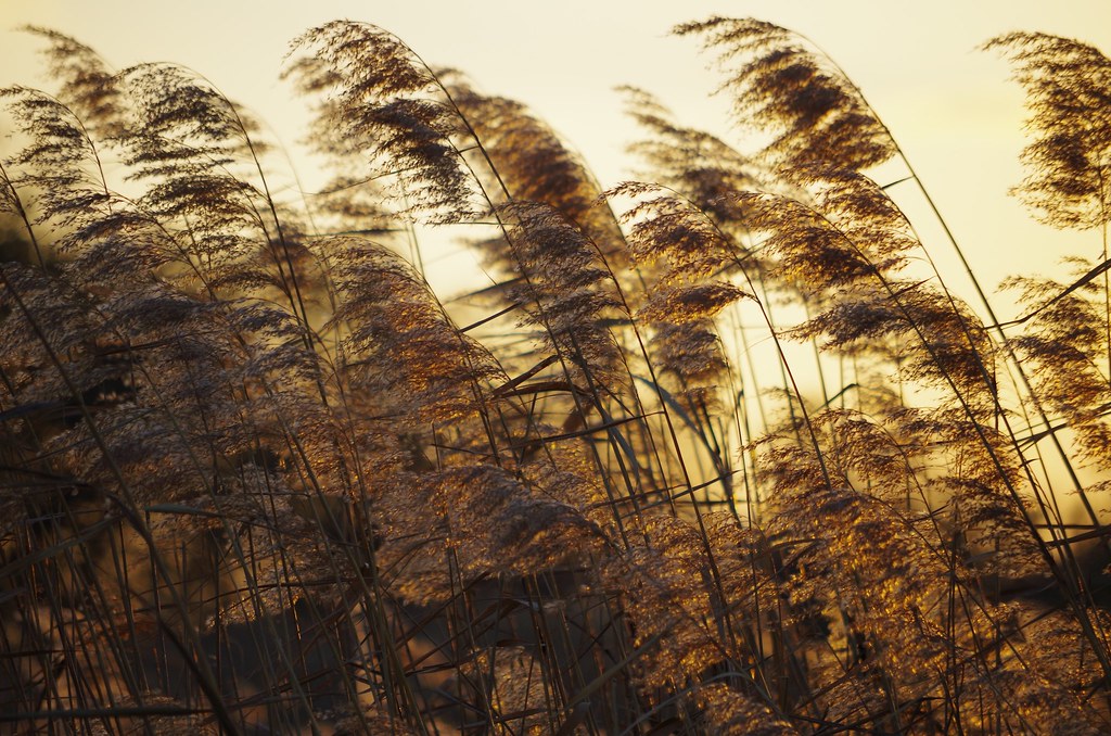 Japanese River Reed yoshi | lake biwa , shiga , japan common reed | Chiaki Nishikawa | Flickr