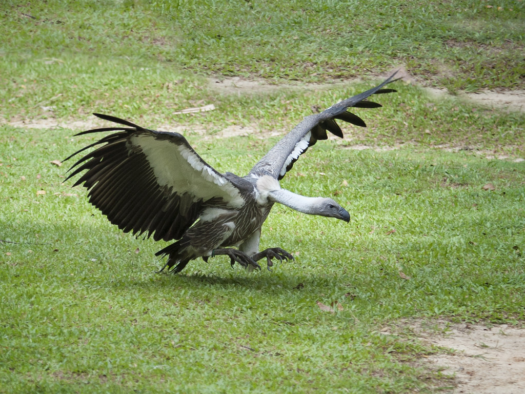 White-backed Vulture _ JBP | 13 | Johnson | Flickr
