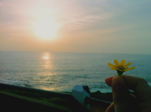 Flower & the sunset