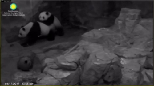 Slow down mama. You're walking too fast. Attribution: Smithsonian's National Zoo | by helenwoo555