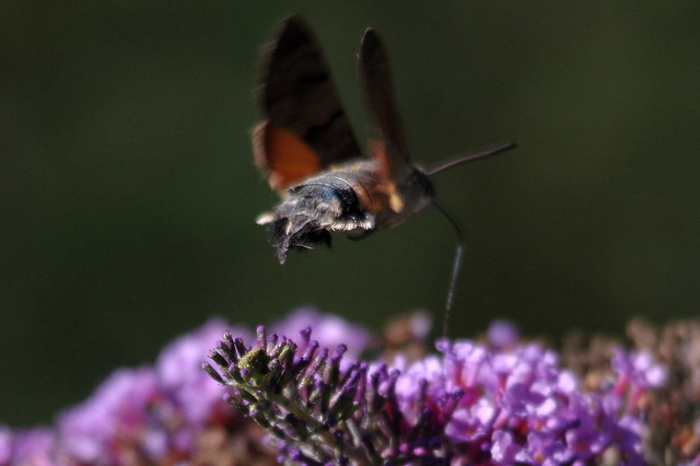IMGP7750 Hummingbird Moth, Strumpshaw Fen, August 2015