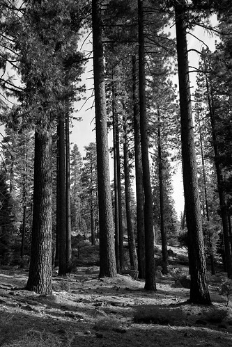 california trees blackandwhite bw sierranevadamountains gerlecreek eldoradonationalforest nikon250