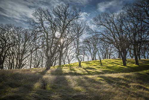 nikon hills shadows oaks landscape sun nature tree parks