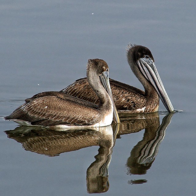 Juvenile Brown Pelicans