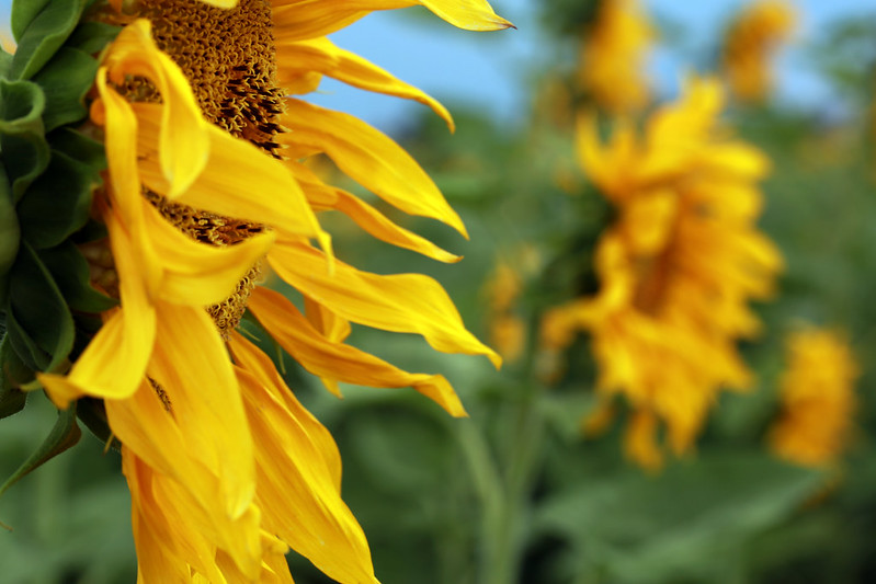 2015 8 16 - Sunflowers - 9S3A6539