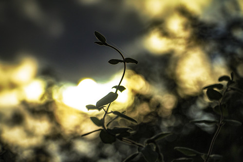 The Last Sun. by Gr⊙f: ⊙f the p⊙p, Autumn's Sunset...autumn light sunset blur fall nature eos shadows bokeh