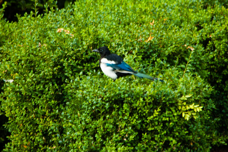 Young magpie, hedging its bets