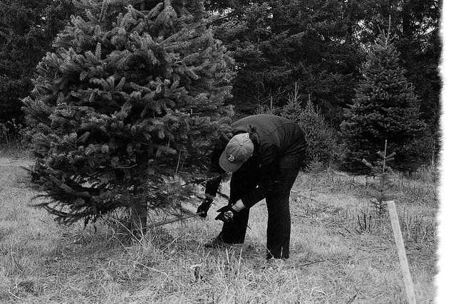 Cutting the 2015 Christmas Tree