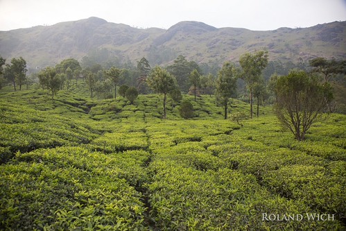Munnar by Rolandito., munnar south southern india kerala tea tee plantages teeplantagen fields green