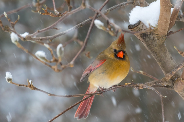 Cardinal in the cold magnolia - female