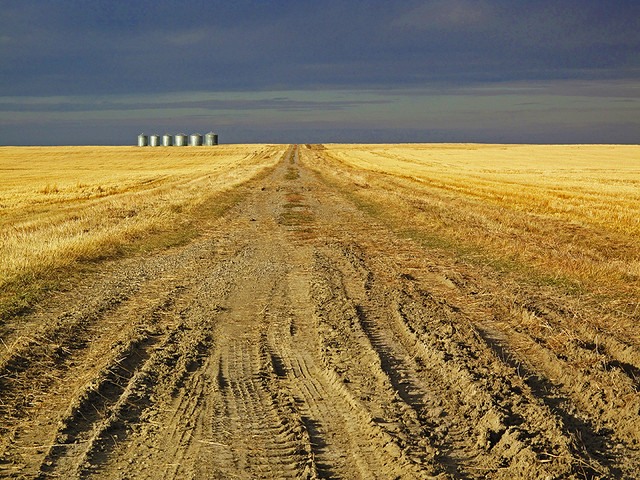 Alberta Wheat Field
