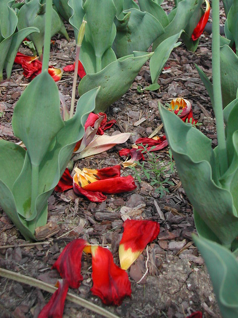 Fallen Tulips