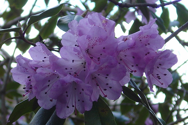 Lilac Rhododendron