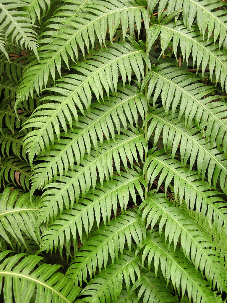 Fern Pattern Injecting Fern Like Pattern , From feathery to leathery: Types of tropical fern ...