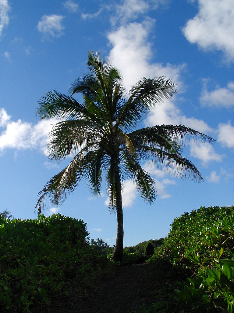 5 Finger Palm Exploding Heart… Tree