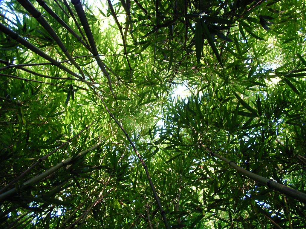 Bamboo Sky