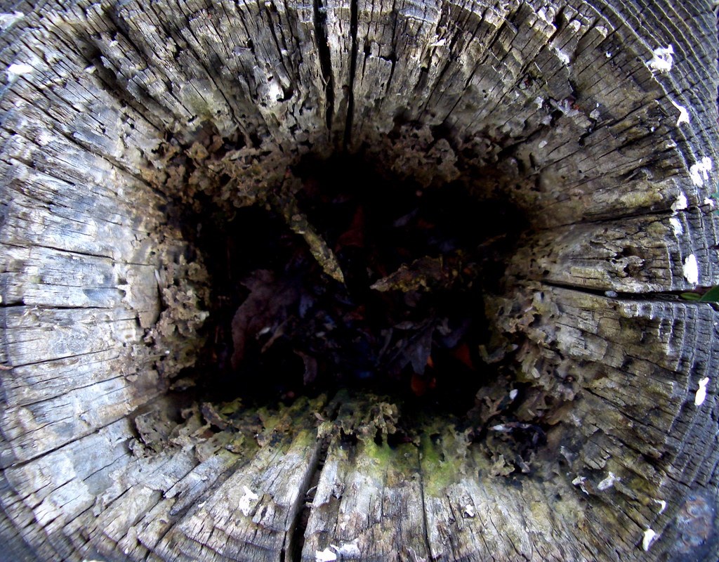 squared-circled-square-cartesian-creosote-in-the-polar-pla-flickr