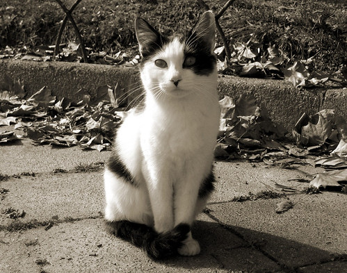 cat