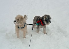 winter dogs 3