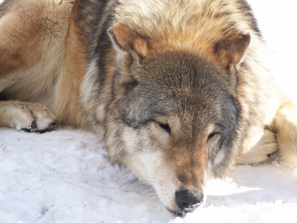 British Columbian Wolf Dog