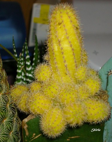 Yellow Fuzz Ball | by BlueEyes5