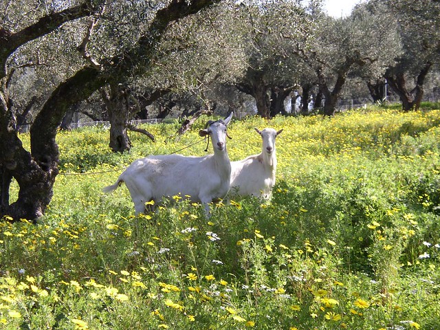 Goats in the Meadow