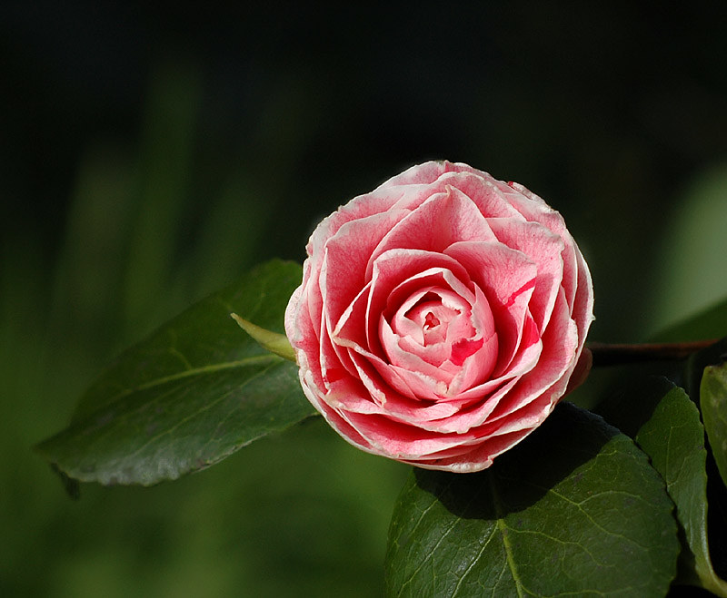 flor camelia | rododendron? .. rhododendron? hmmm ... Solea … | Flickr