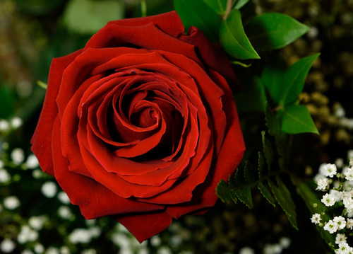 Swirling Rose | A rose from a friend's flower arrangement. | Michael ...