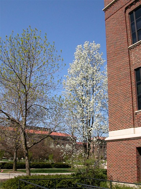 Purdue In Spring Purdue in Spring 002 | Wayne Arthurton | Flickr