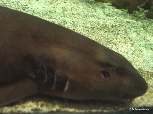 Aquarium 7