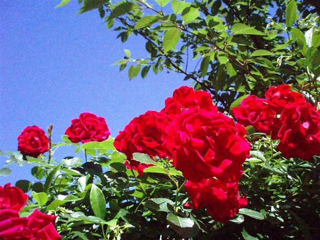Roses, flowers and sky; Rose, fiori e cielo