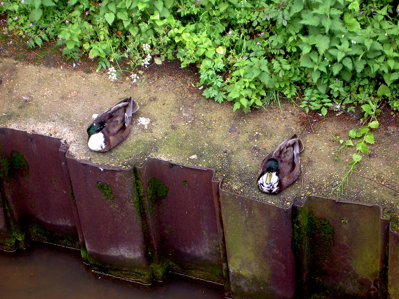 Orderly Ducks