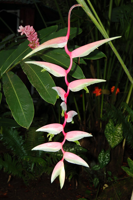 Heliconia 'Sexy Pink' (Heliconiaceae)
