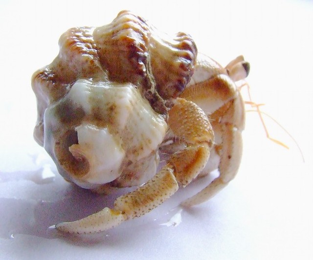 Hermit crab in a murex shell