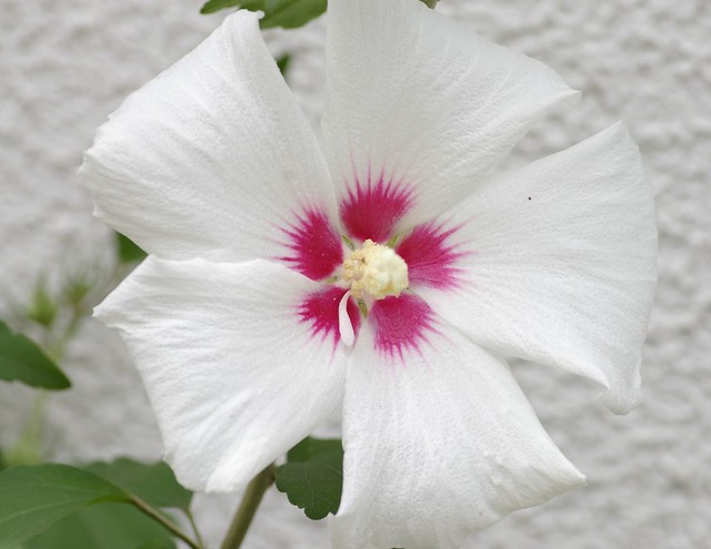 another hibiscus