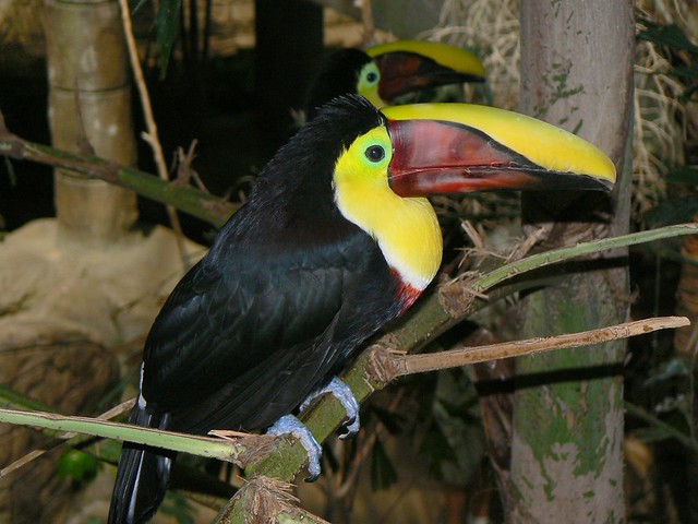 Two  Smiling Chestnut-mandibled Toucans - Ramphastos swainsonii