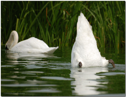 Buttocks up...! by Buikschuivers